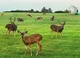 Deer heaven