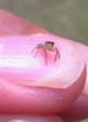 A Very Tiny Spider