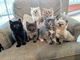 6 adorable kittens