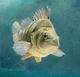 Perch 