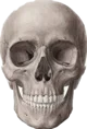 skull