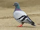 British Pigeon