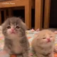 2 adorable kittens 