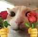 Gato rosas 