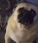 Pug