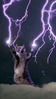 Thunderbolt Kitty