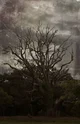 Dendrophobia