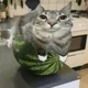 Melon Cat Troop 1