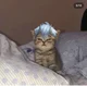 kitten Dyrroth