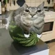 Watermelon cat