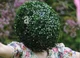 Bush head