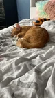 orange cat Oreo 