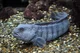 Atlantic Wolffish