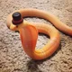 Snek in top hat