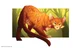 Firestar 