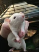 Albino Rat