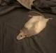 RAT