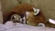 Red panda