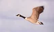 Canadian Goose