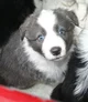 Border Collie Puppy