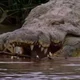 Pet 30 ft crocodile