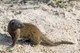 mongoose