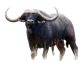 Buffalo