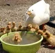 Duck family