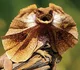 Frilled neck lizard