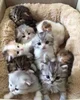 Kittens 