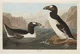 The great Auk