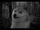 Doge depressed