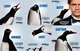Mr Poppers Penguins 