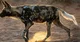 Wild dog