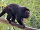 Howler Monkey