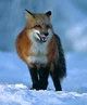 Fox RPG