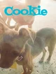 Cookie
