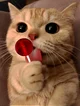 lolipop Cat