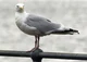 Perverted seagull