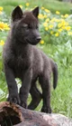 Wolf pup