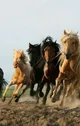 Herd
