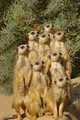 Meerkats