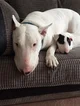 Abusive dog owners 