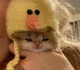 Duck kitty