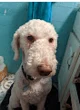 Peanut the Poodle
