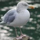 A Gull