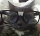 nerd cat