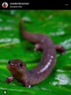 salamander