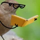 Bird Professor