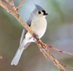 Tufted Titmouse